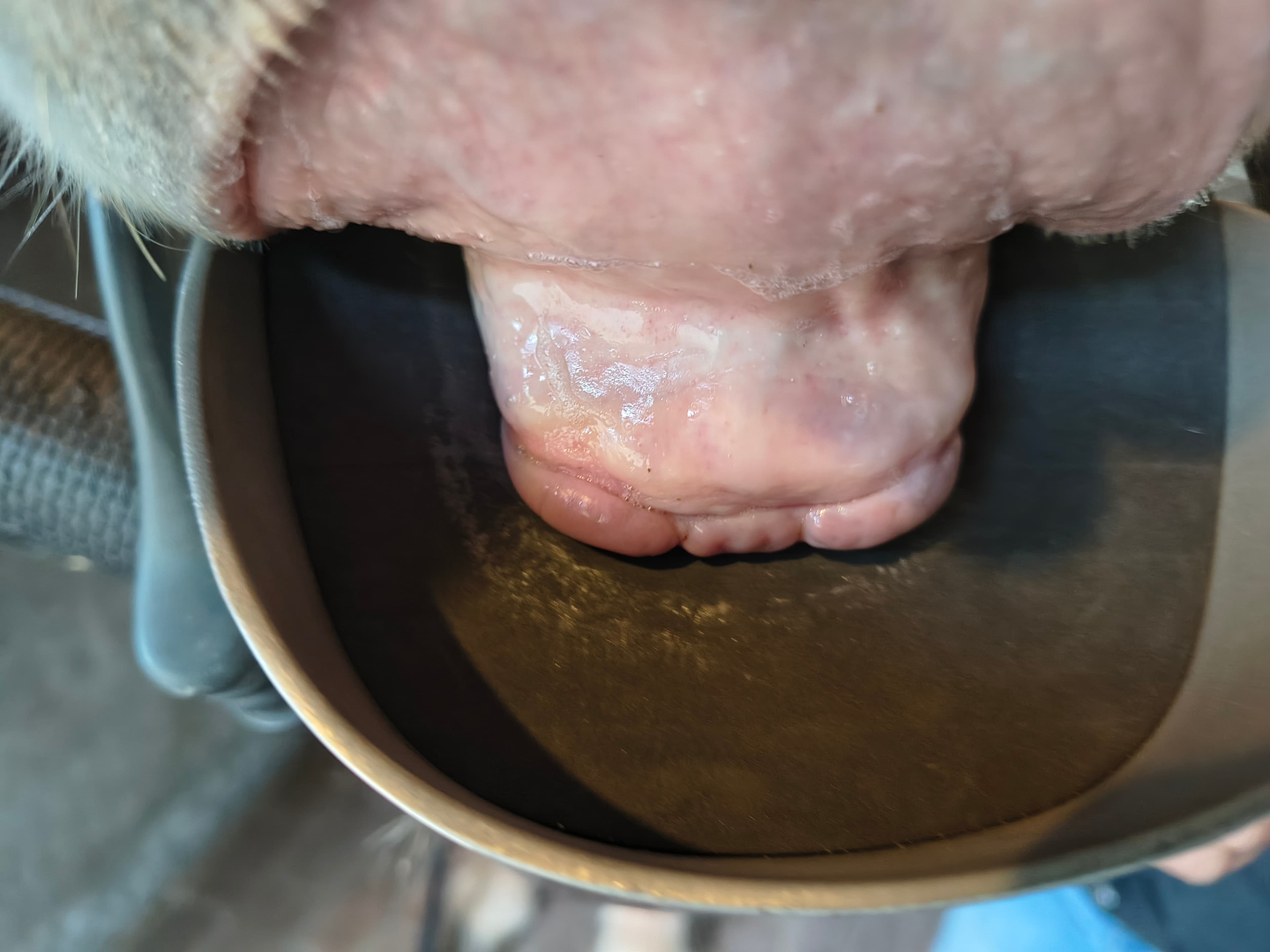 Close-up of NODent during treatment