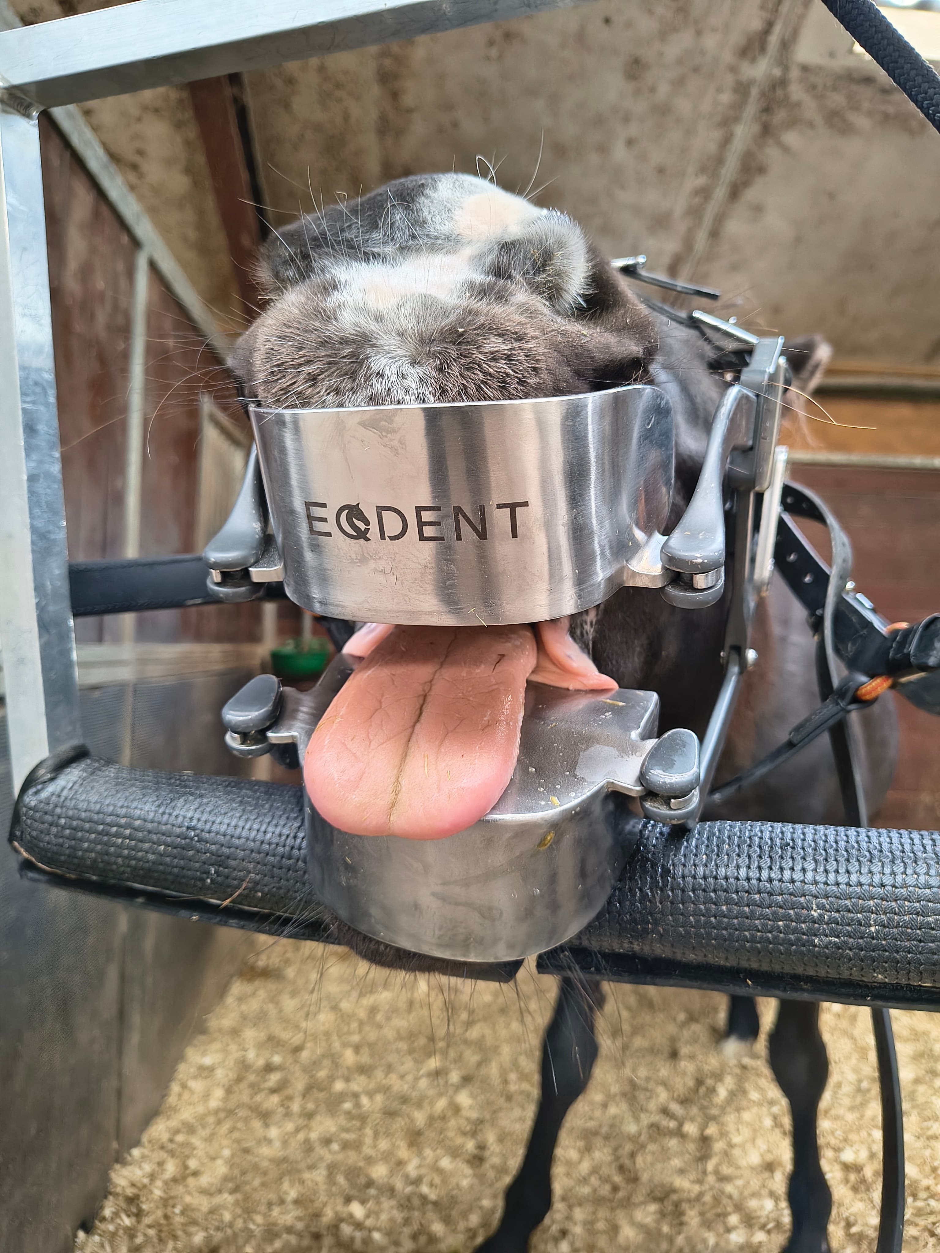 NODent in use during a treatment