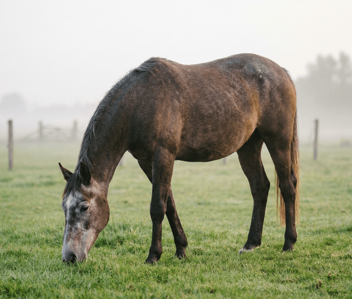 Senior horse grazing in misty field